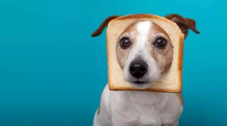 el pan el bueno para los perros