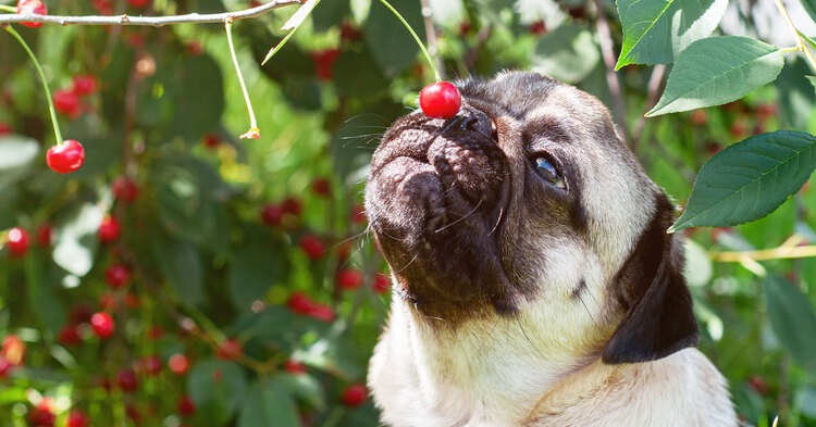 ¿Los perros pueden comer cerezas?