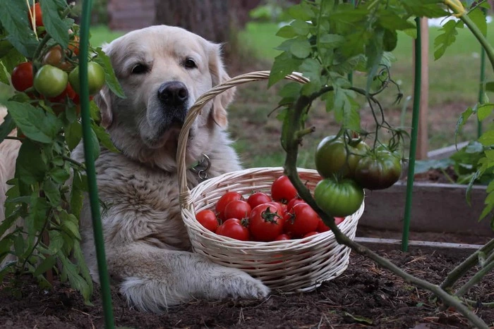 por que los perros no pueden comer tomate