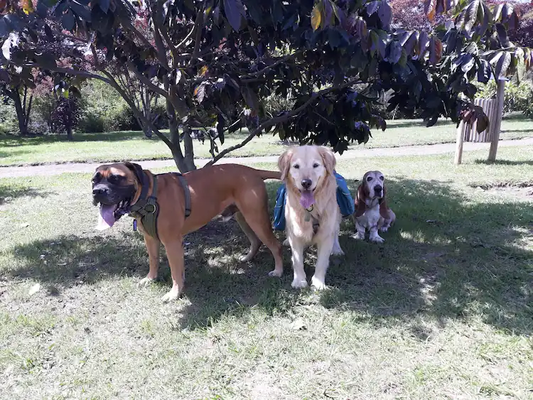 Apolo, Chelsea y Kamy en el parque
