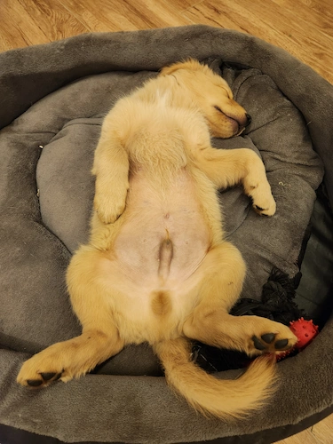 Kronos de cachorro