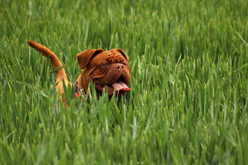 dieta cruda para perros por raza