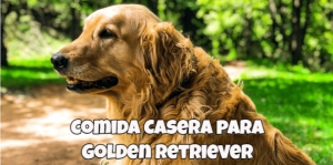 comida casera para golden retriever