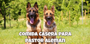 comida casera para pastor aleman