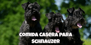 comida casera para perros schnauzer