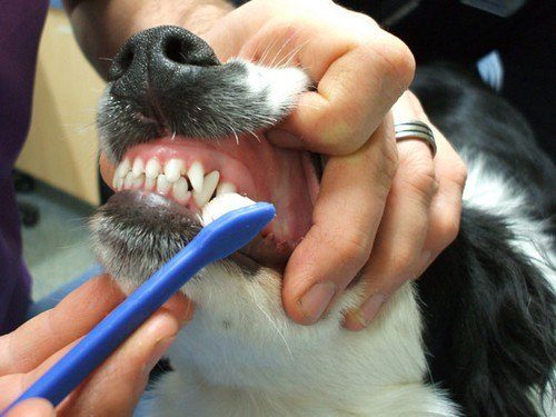 como lavarle los dientes a un perro