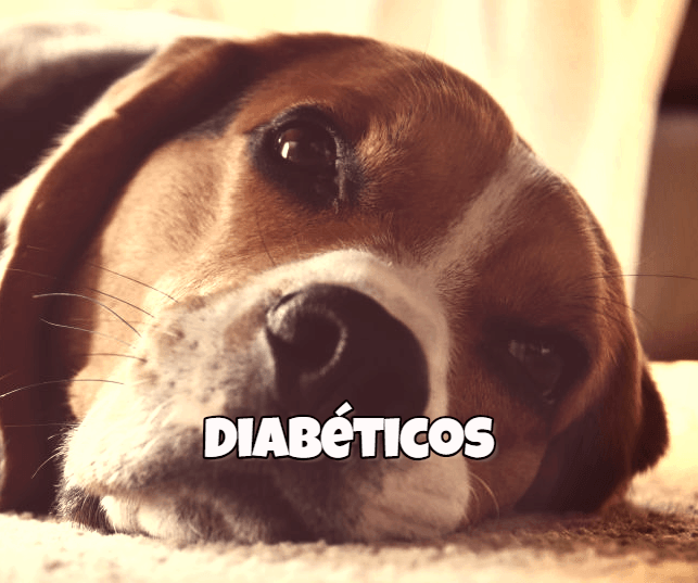 comida casera para perros diabeticos