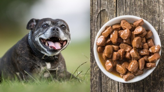 comida blanda para perros viejos sin dientes